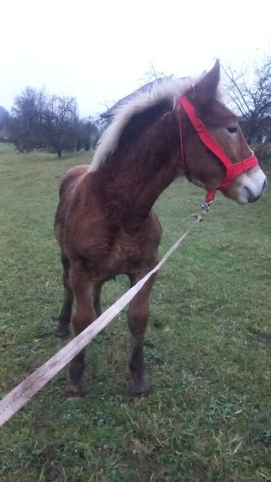 Mânz de vânzare de 4 luni