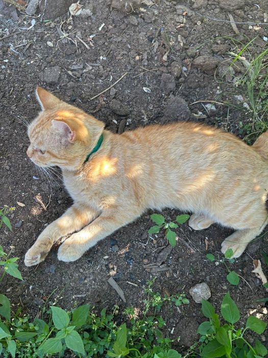 Котят отдам красивых
