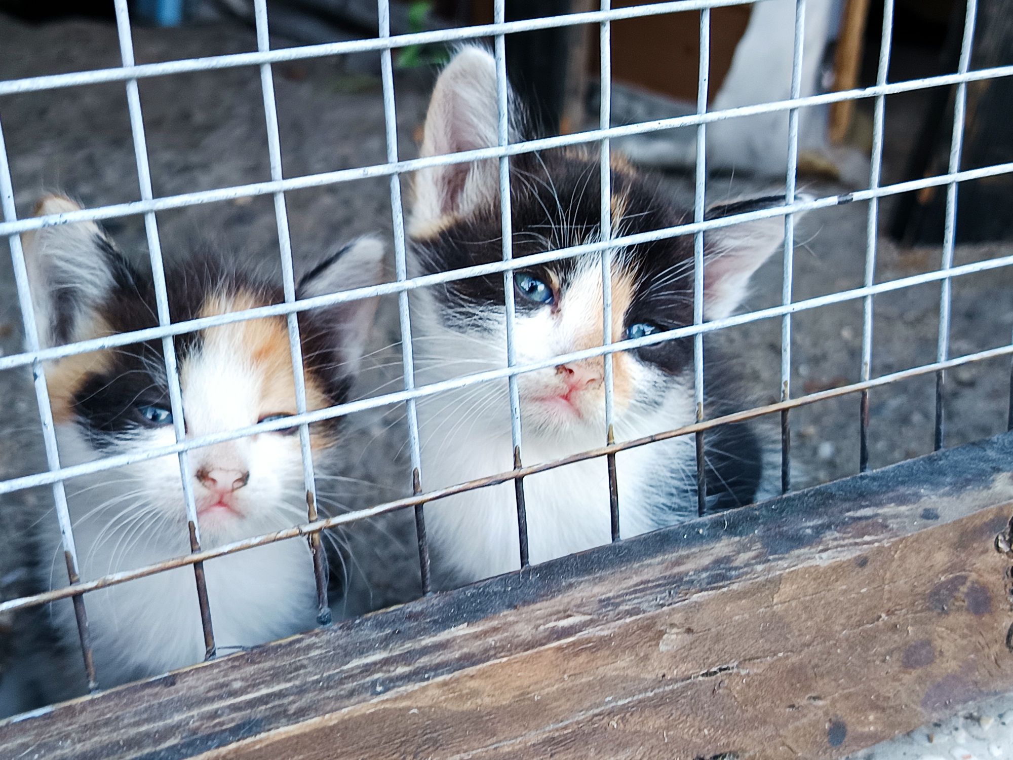 Подарявам котета