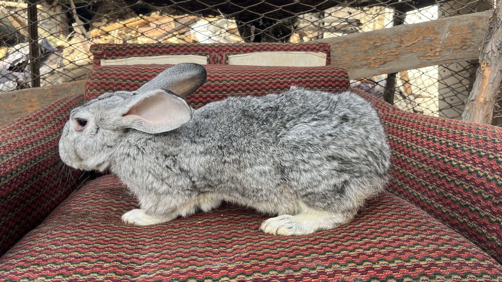 Продаются кролики полувеликаны Куйонлар сотилади