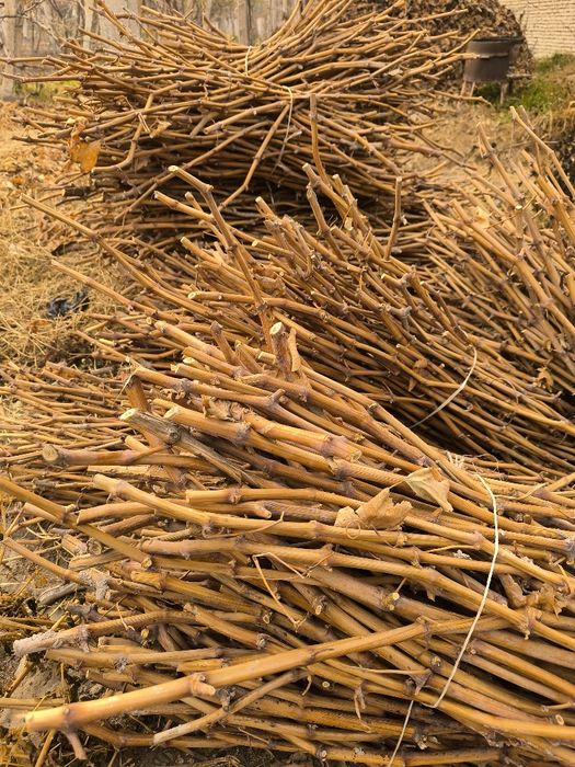 Rizamat f1 uzum novdalari