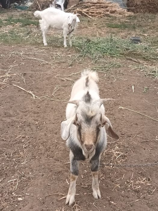 Vând Tap de pastrama
