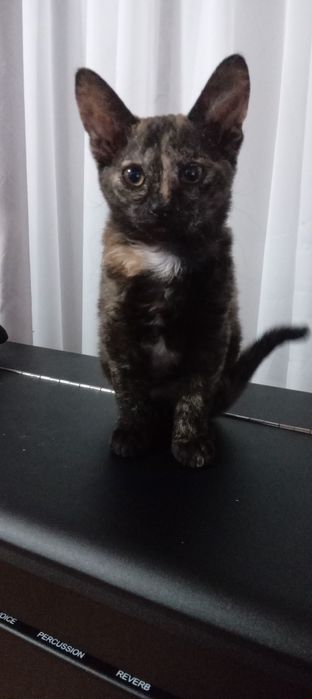 Отдам кошечку 3..5 мес. Сфинк браш