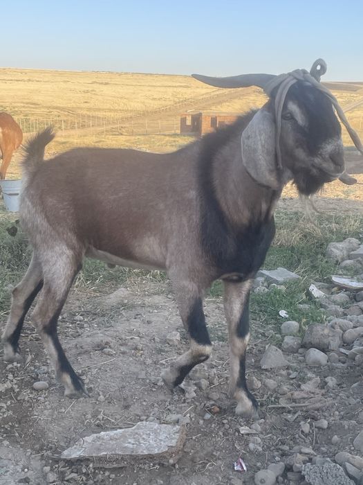 Нуби таза канды