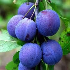 Pomi Fructiferi Stravechi Glia Stramoseasca (Soiuri De Prun )