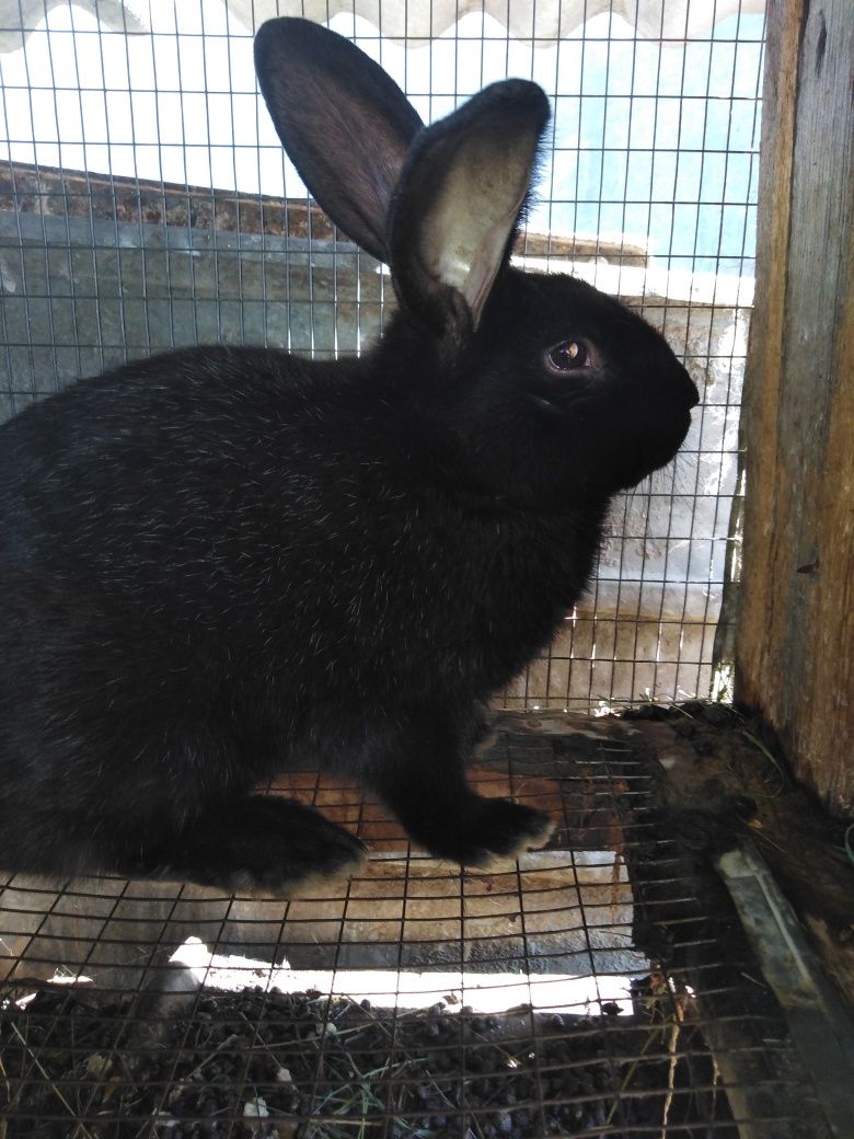 Продам кроликов, черн, серого цвета, помесь, 4,5-7 мес
