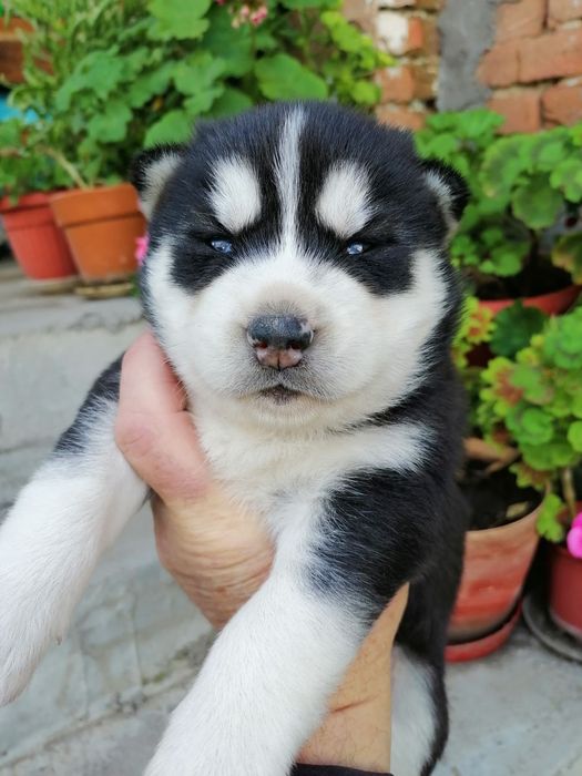 Продавам Хъски кученца