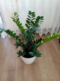 Vând plante exotice superbe "Zamioculcas" - Planta banilor - eternă