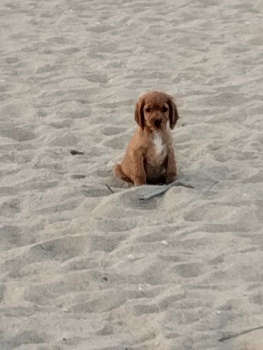 Продажба на Кокер шпаньоли