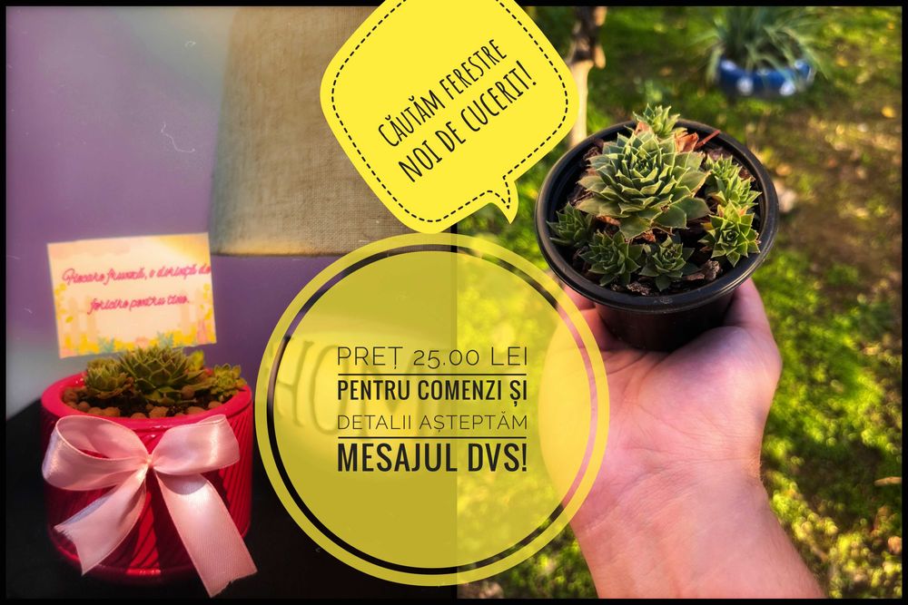 Cadouri verzi , plante suculente