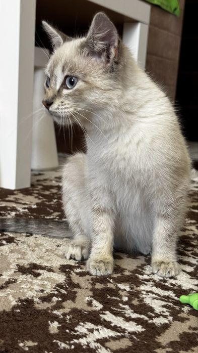 Котенок девочка ищет дом!