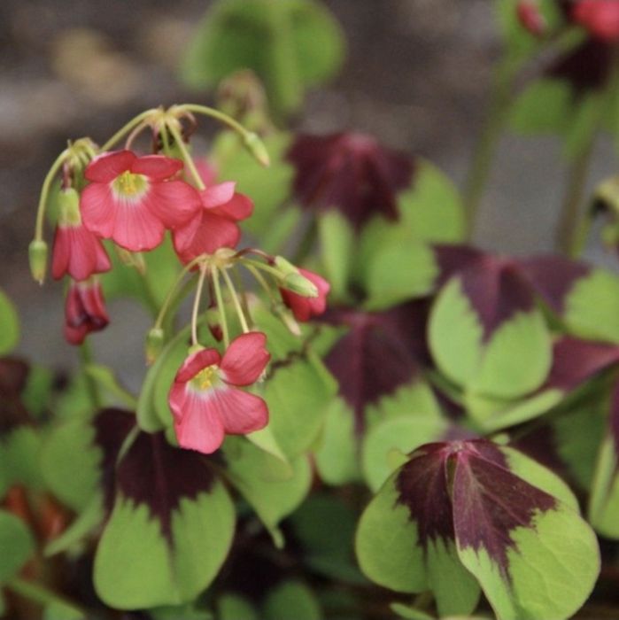 Оксалис Айрон Кросс