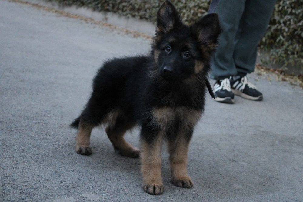 Немецкая овчарка. Щенок. КНОРК СКК-FCI