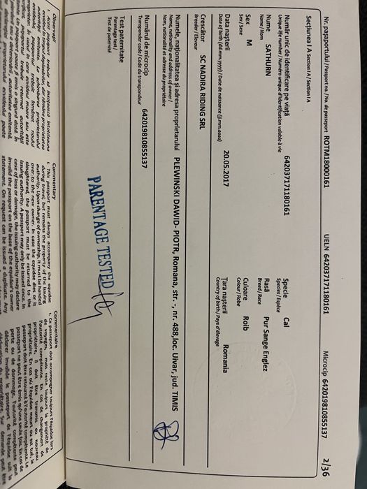 Cal pur sânge englez