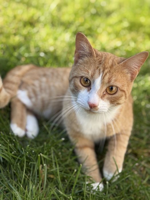 Отдам кастрированного кота в добрые руки