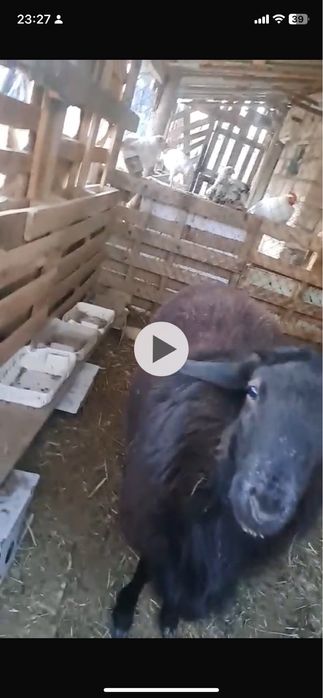 Кошкар сатылады 120мын