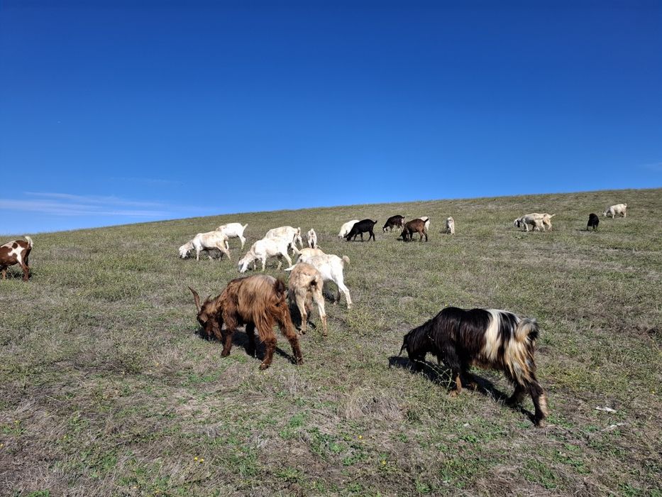 Ярета за клане и дамазлък