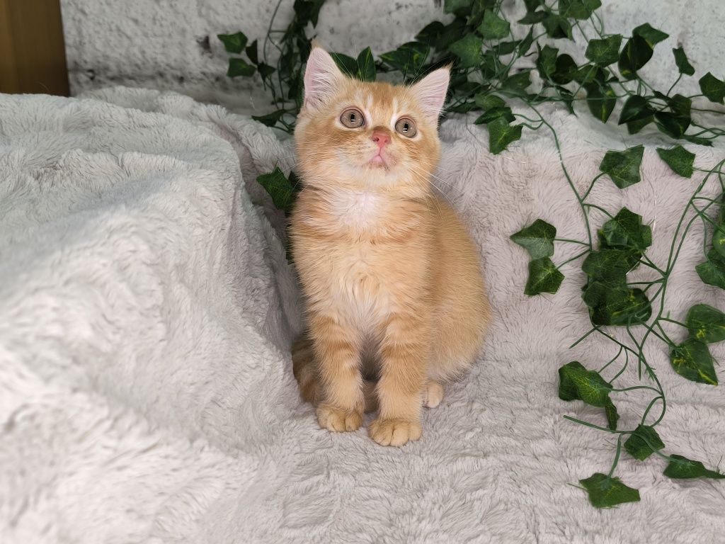 Vand baietel British shorthair orange