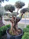 Maslin Bonsai, maslin secular, vând maslini.