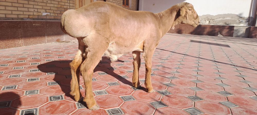 Arashan quyi , 1 yoshga tulmagan. Buxoro, Geofizika