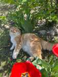 Продаю кота кот хороший