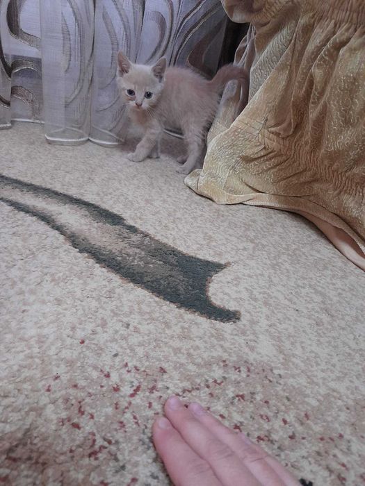 Отдам в хорошие руки