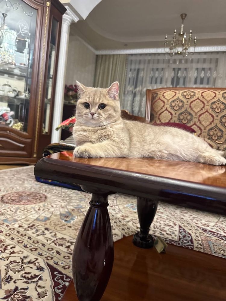 Породистая кошка, Британская шиншилла