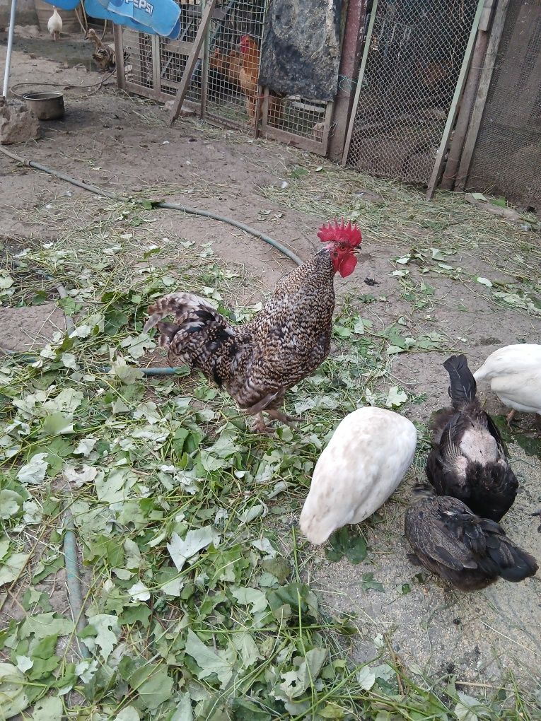 Cocoși   tineri de tara
