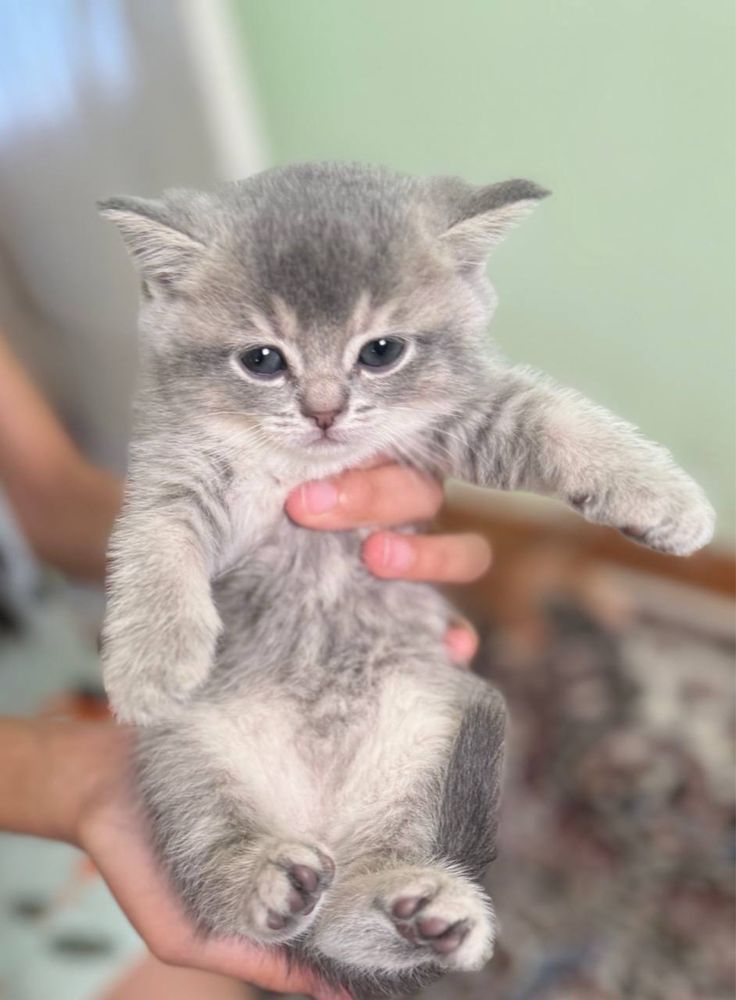 Скоттиш страйт мушукча