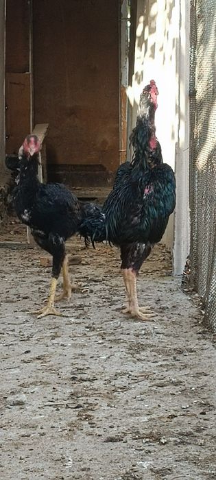 Ешига тулди туловда биринчи тулов немис гиррачи