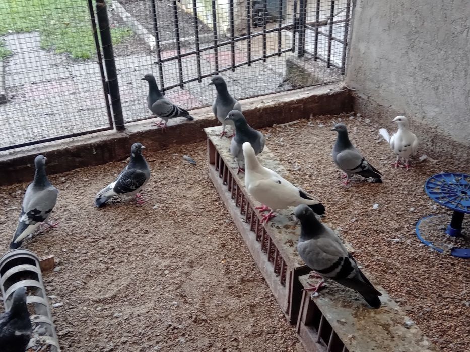 Porumbei voiajori de vînzare