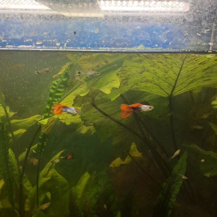 Продам аквариумных рыбок "гуппи"