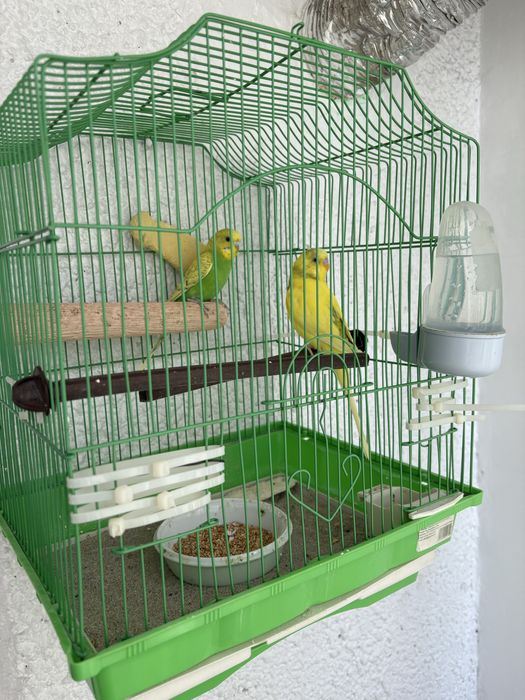 Perus - pereche.