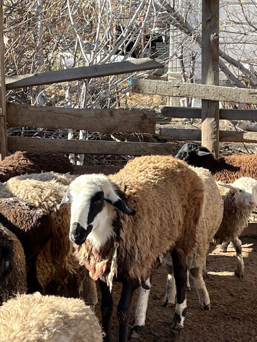 Семіз қошқарлар сатамын