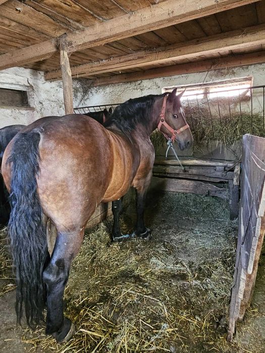De vânzare două iepe