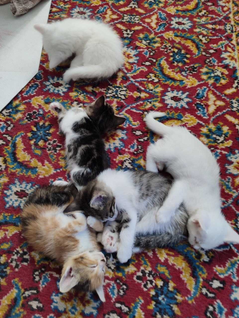 Отдадим котят в хорошие руки