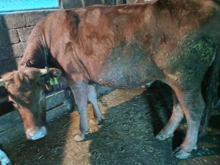 Vând doua vaci bălțate