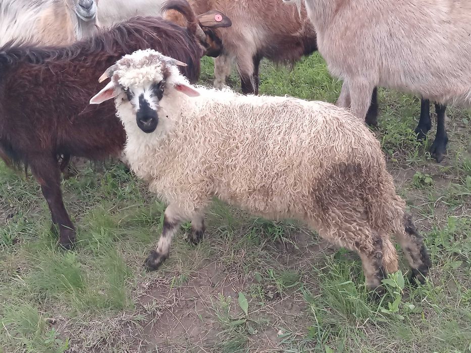 Vând mielute si berbecuți oacesi si brezi dar si iezi