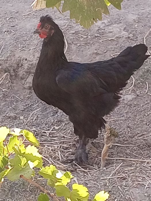 Уй товуклари брама
