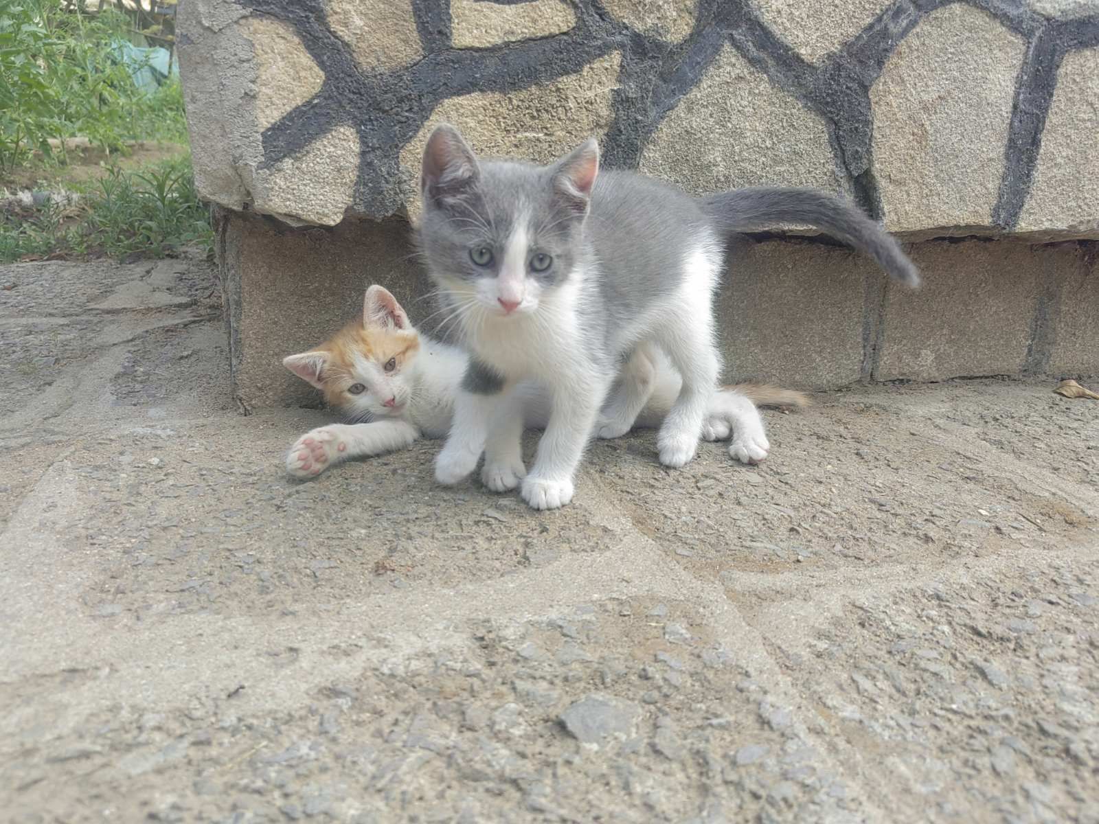 Подаряваме малко коте