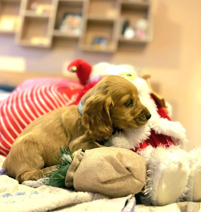 Кокер шпаньол кученца