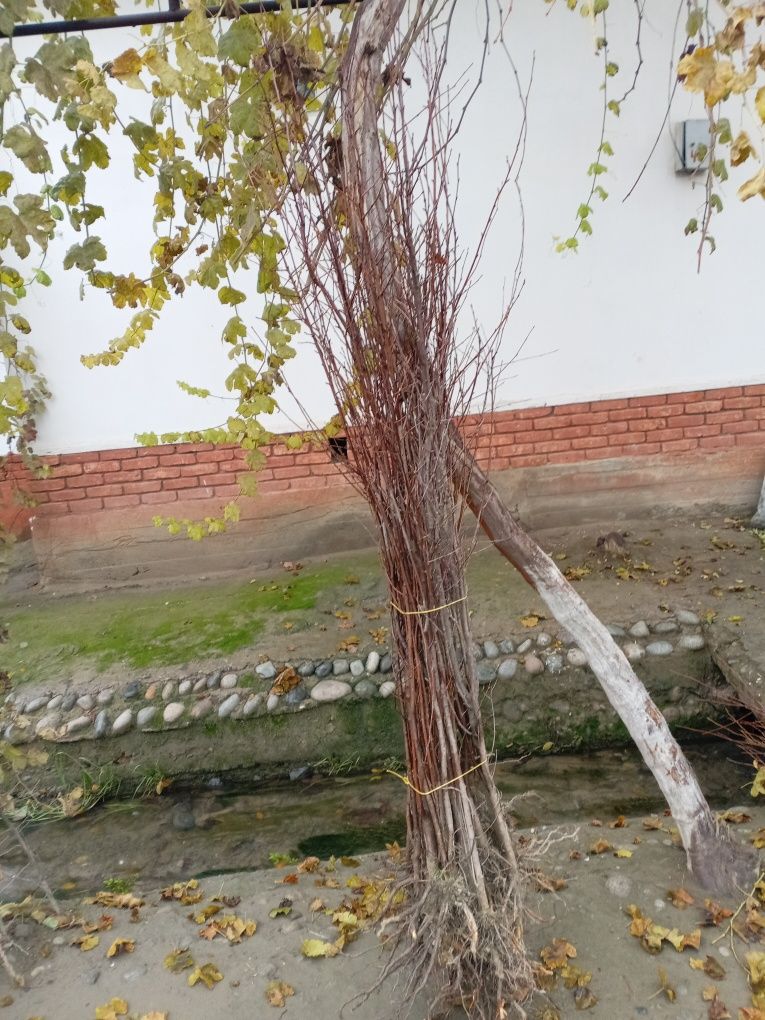 Mevali va manzarali kochatlar yashil makon