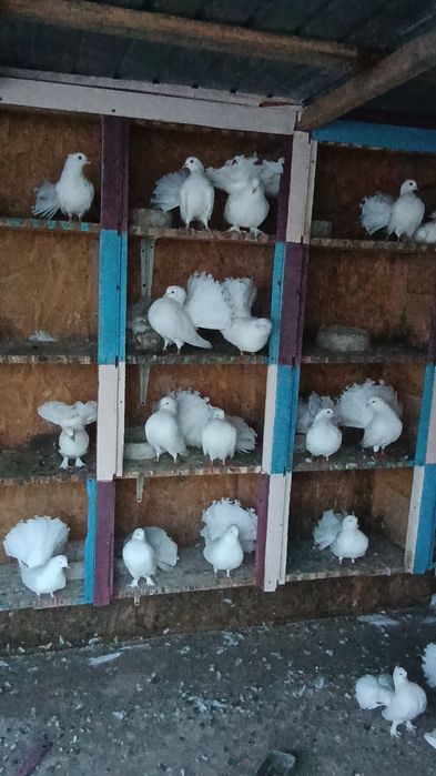 Porumbei albi superbi