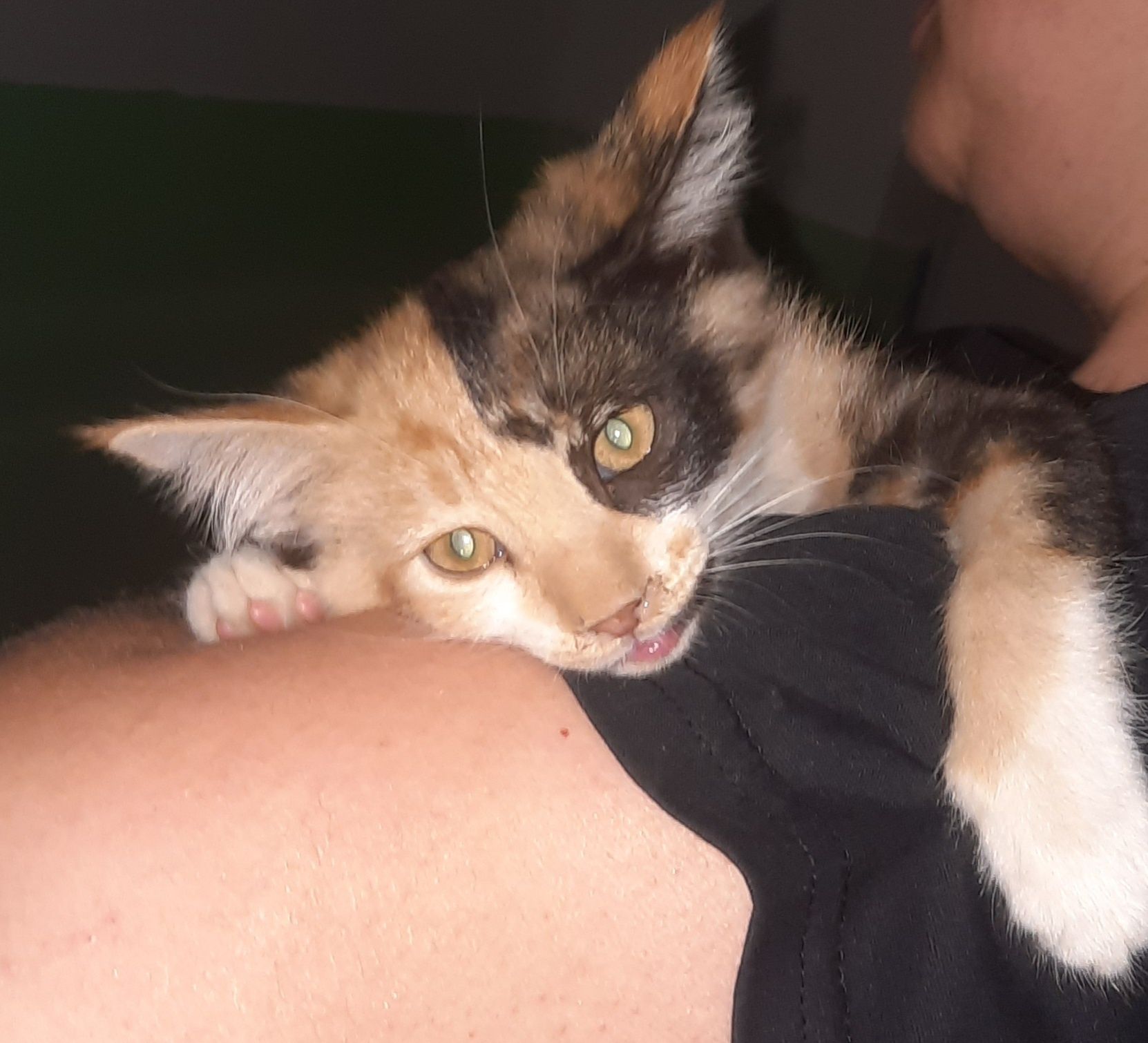 Котята девочки 2,5 месяца