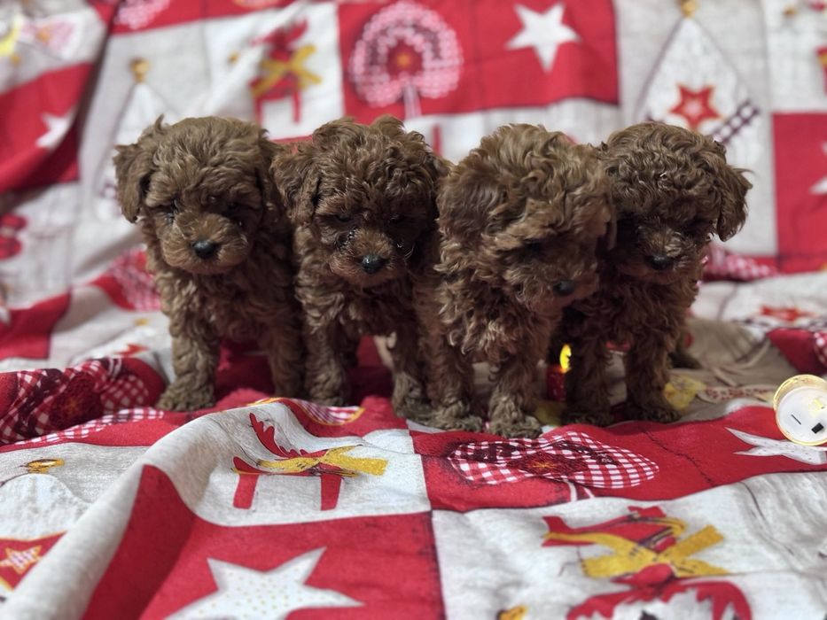 Пудел  Той  Пудел