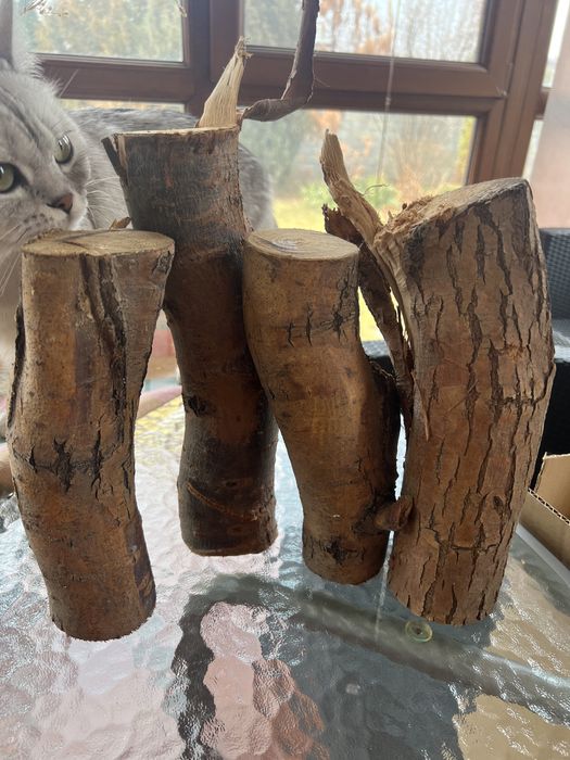 Ветки разные Пни, пеньки Ива Матсудана