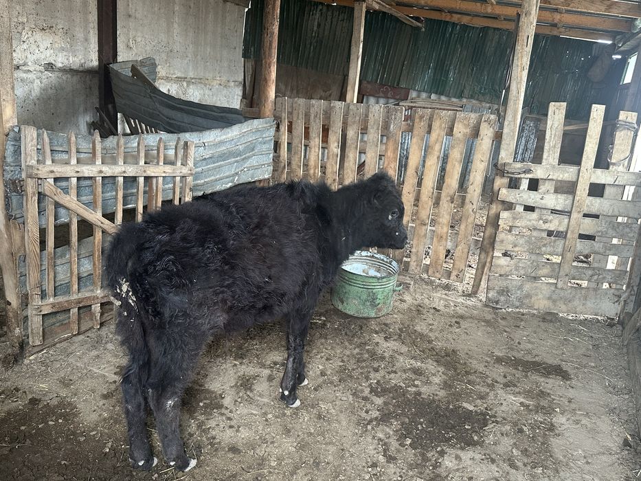 бызаулы сиыр сатылады