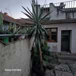 Vând flori Colocasia (Urechea Elefantului)si Palmier