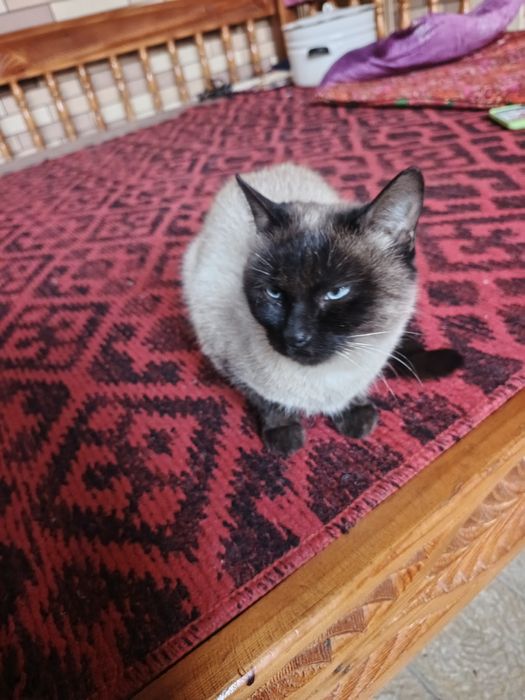 Uy mushugi -Judda ham aqilli