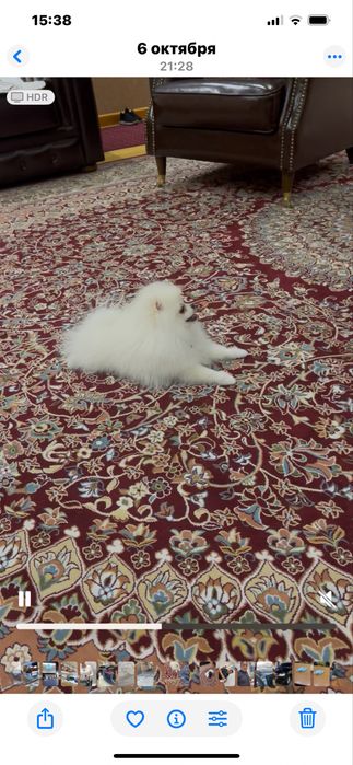 Собачка аргинал девочка  шпиц